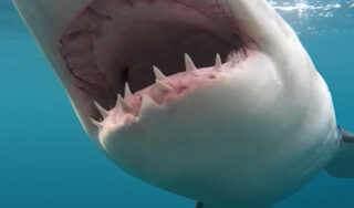 Open mouth shark